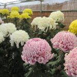 第100回 東京都観光菊花大会｜10月31日（金）〜11月9日（日）日比谷公園で開催！秋を彩る伝統の菊花展