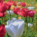 HIBIYA BLOSSOM 2026 in Hibiya Park｜3月3日（火）〜4月4日（土）日比谷公園でネモフィラ＆チューリップ花壇とキッチンカーを楽しむ春イベント