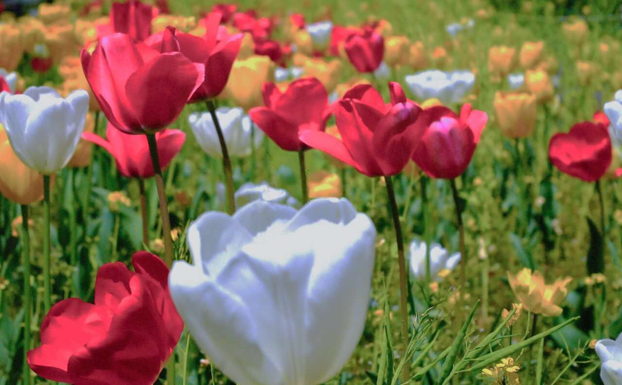 HIBIYA BLOSSOM 2026 in Hibiya Park｜3月3日（火）〜4月4日（土